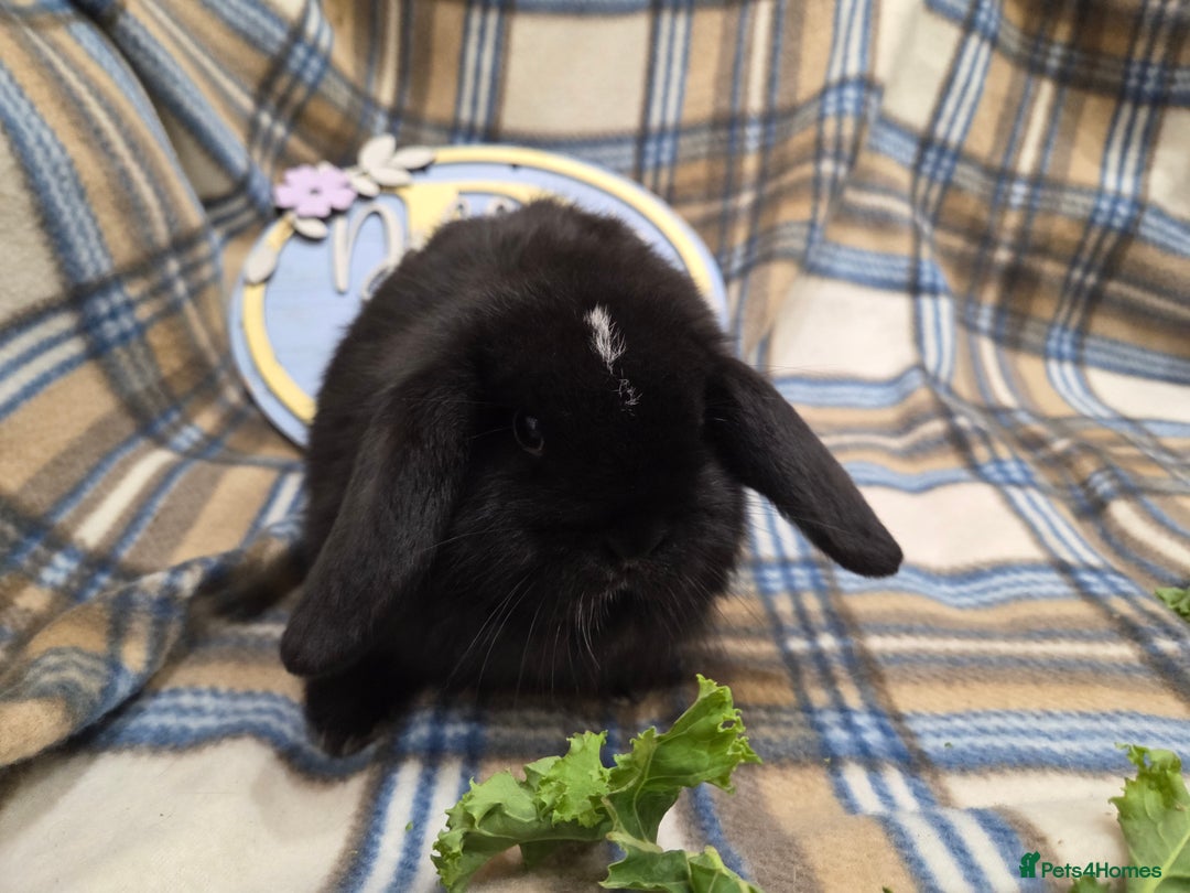 Mini Lop rabbits for sale: Mini lop bunnies - Advert 13