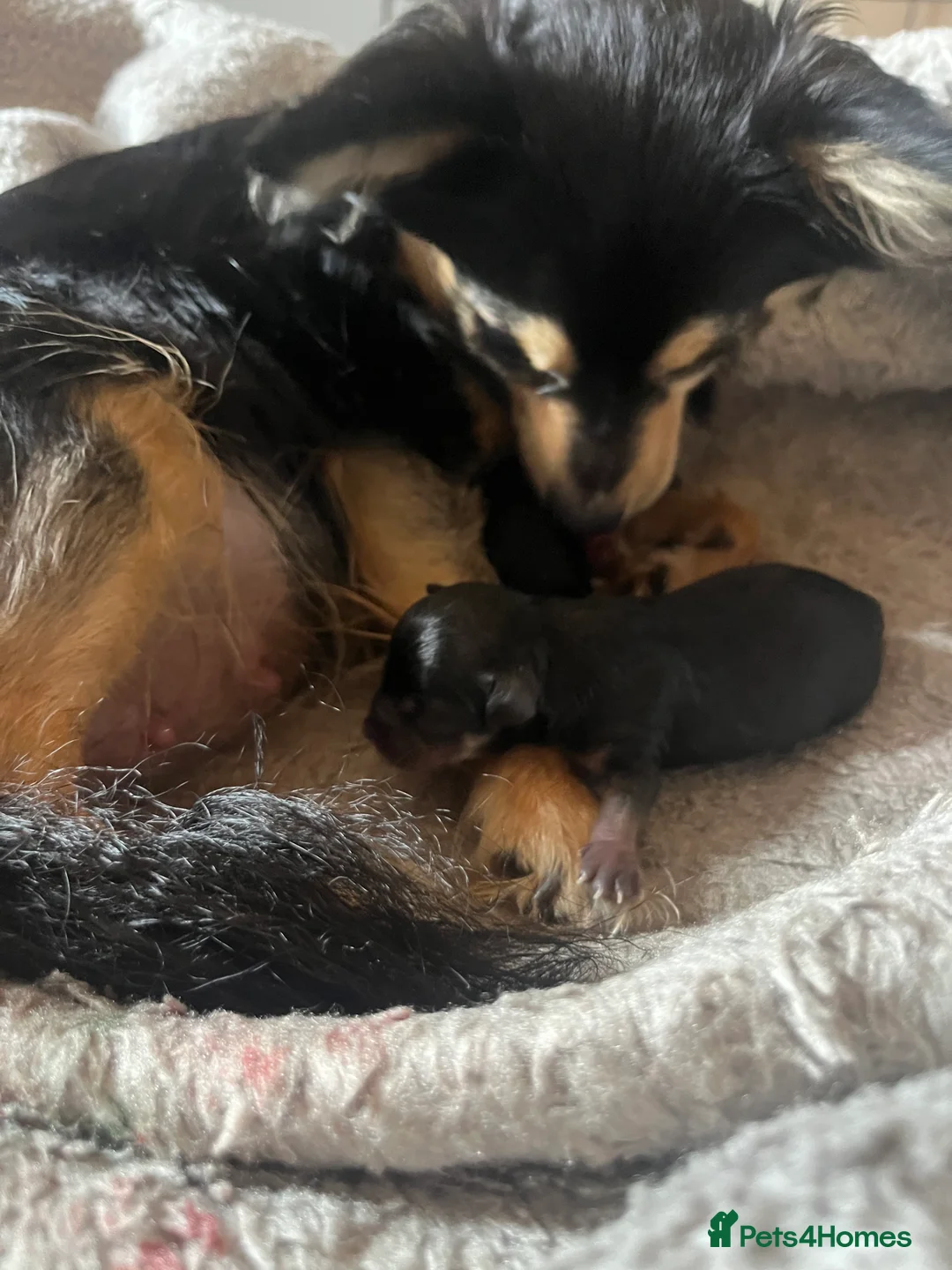 Chihuahua dogs for stud: Chihuahua stud (Romeo) in Sherborne - Advert 19