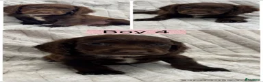 Cockapoo 4