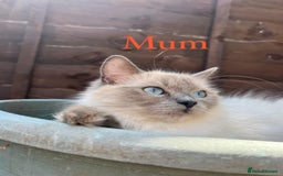 Ragdoll cats for sale: Beautiful Chunky Ragdoll Kittens For Sale - Image 15