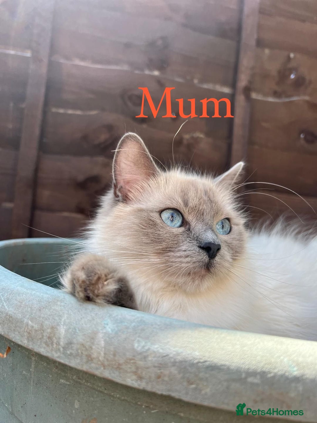 Ragdoll cats for sale: Beautiful Chunky Ragdoll Kittens For Sale - Image 15