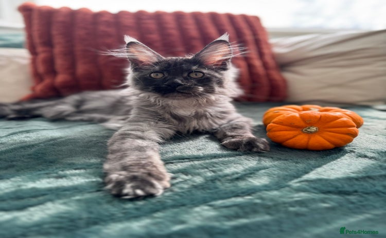 Maine Coon cats - Advert 14