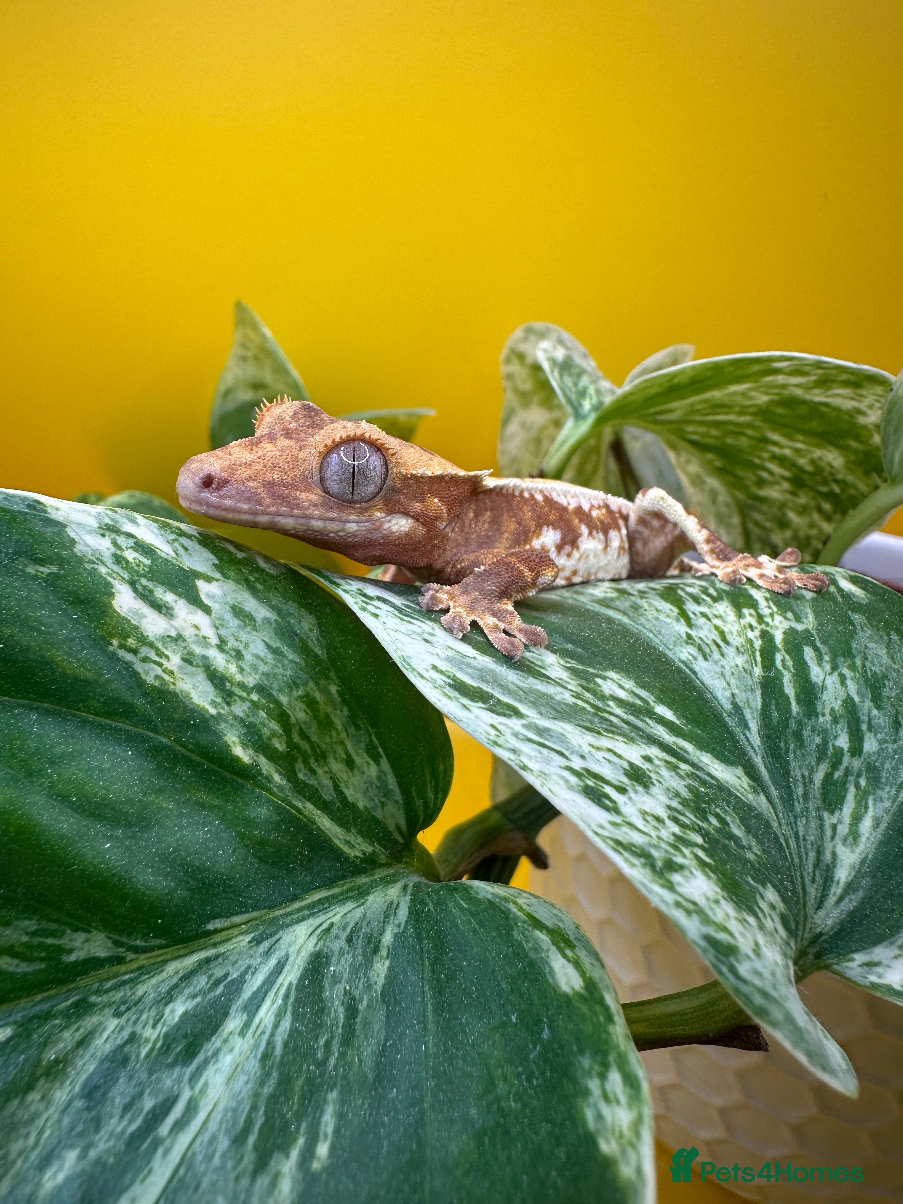 Gecko reptiles Crested Gecko babies/juveniles - Red Lily whites  in Leicester - Advert 18