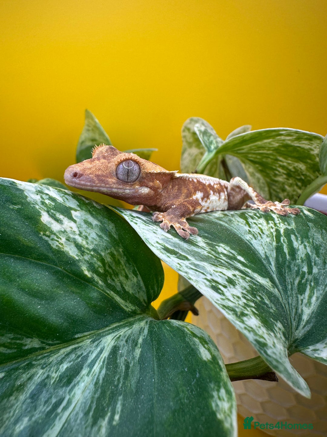 Gecko reptiles for sale: Crested Gecko babies/juveniles - Red Lily whites  in Leicester - Advert 1