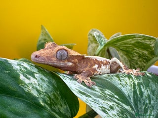 Gecko reptiles Crested Gecko babies/juveniles - Red Lily whites in Leicester - Advert 1