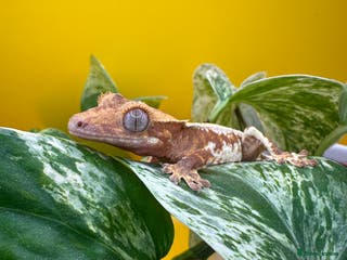 Gecko reptiles Crested Gecko babies/juveniles - Red Lily whites in Leicester - Advert 4