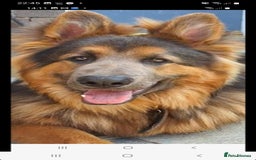 German Shepherd dogs for stud: German shepherd  - Image 21