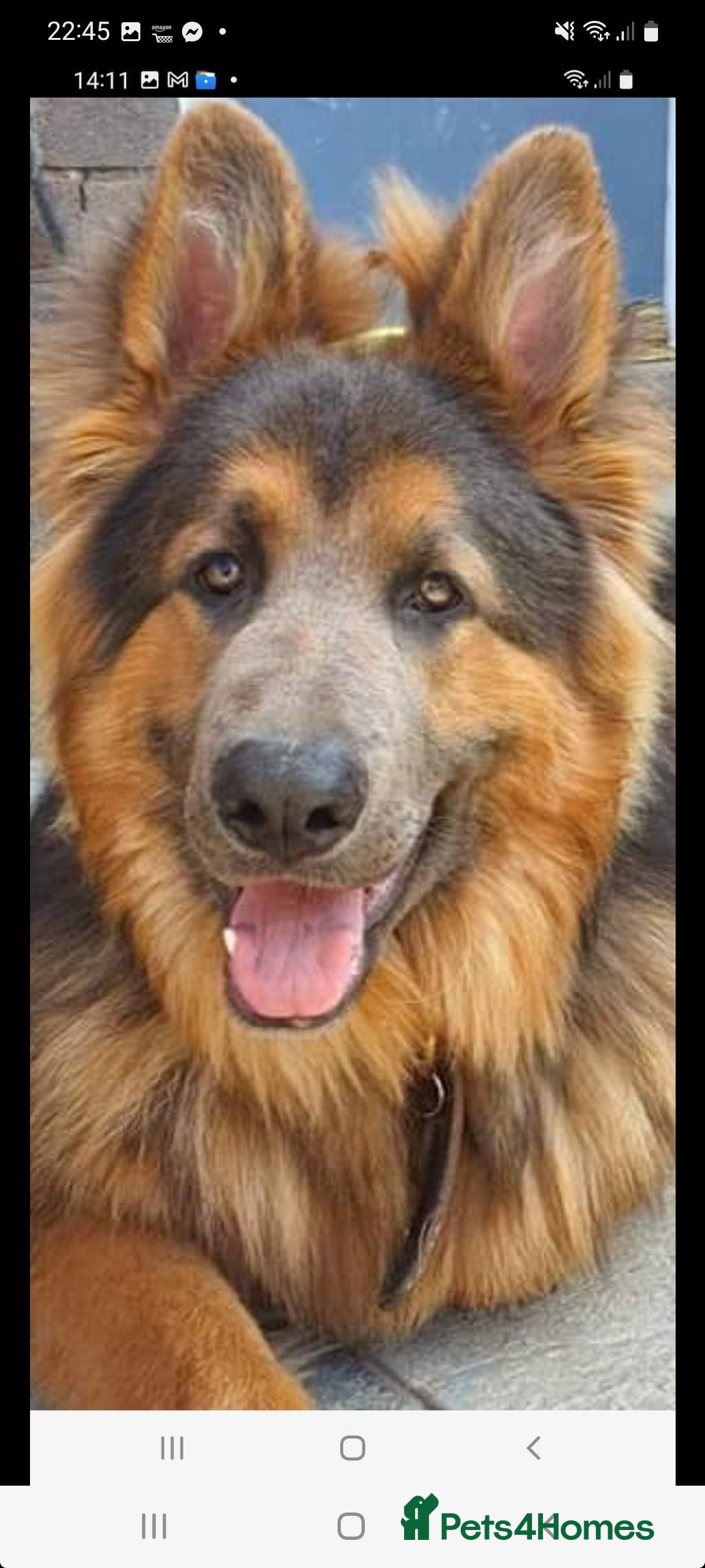 German Shepherd dogs for stud: German shepherd  - Image 21