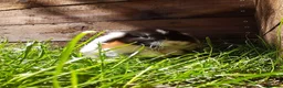 Mini Lop rabbits for sale: Gorgeous Mini Lops  - Advert 16