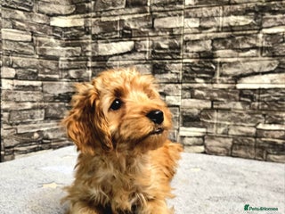 Cockapoo dogs READY TO LEAVE 4TH OF DECEMBER FULLY VACCINATED - Advert 9