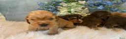 Cocker Spaniel dogs for sale: Show type cocker spaniel puppy’s  - Advert 9