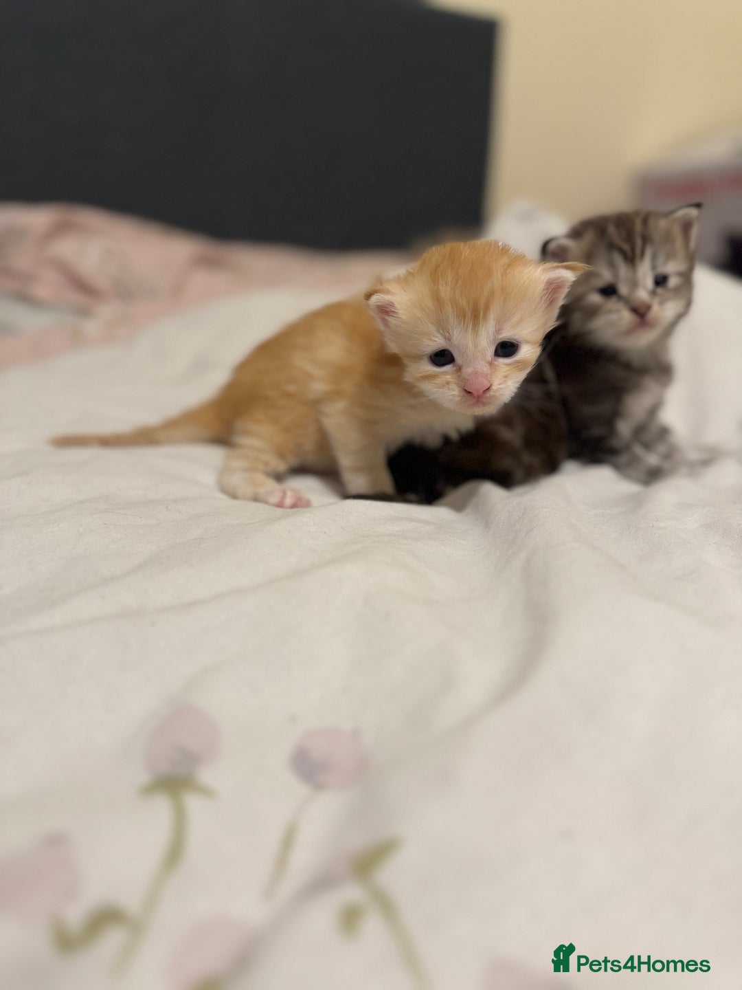 Maine Coon cats for sale: 3 week old mainecoon kittens - Advert 17