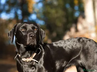 Labrador Retriever dogs Labrador puppies - Advert 1