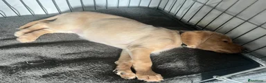 Cockerdor Puppy 8