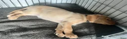 Cockerdor dogs for sale: Cockerdor puppies - Advert 4