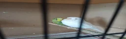 Budgerigars birds for sale: Young budgies and zebra finches for sale. - Advert 5
