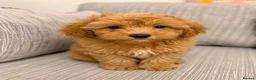 Schnoodle dogs for sale: **Last 1** Beautiful Schnoodle Pups  - Advert 2