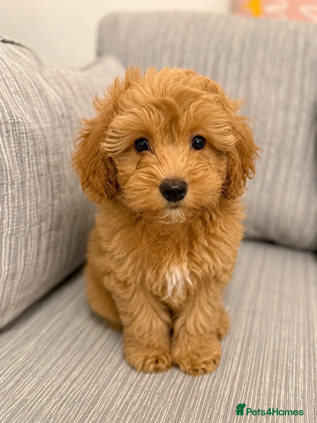 Schnoodle dogs for sale: **Last 1** Beautiful Schnoodle Pups  - Advert 2