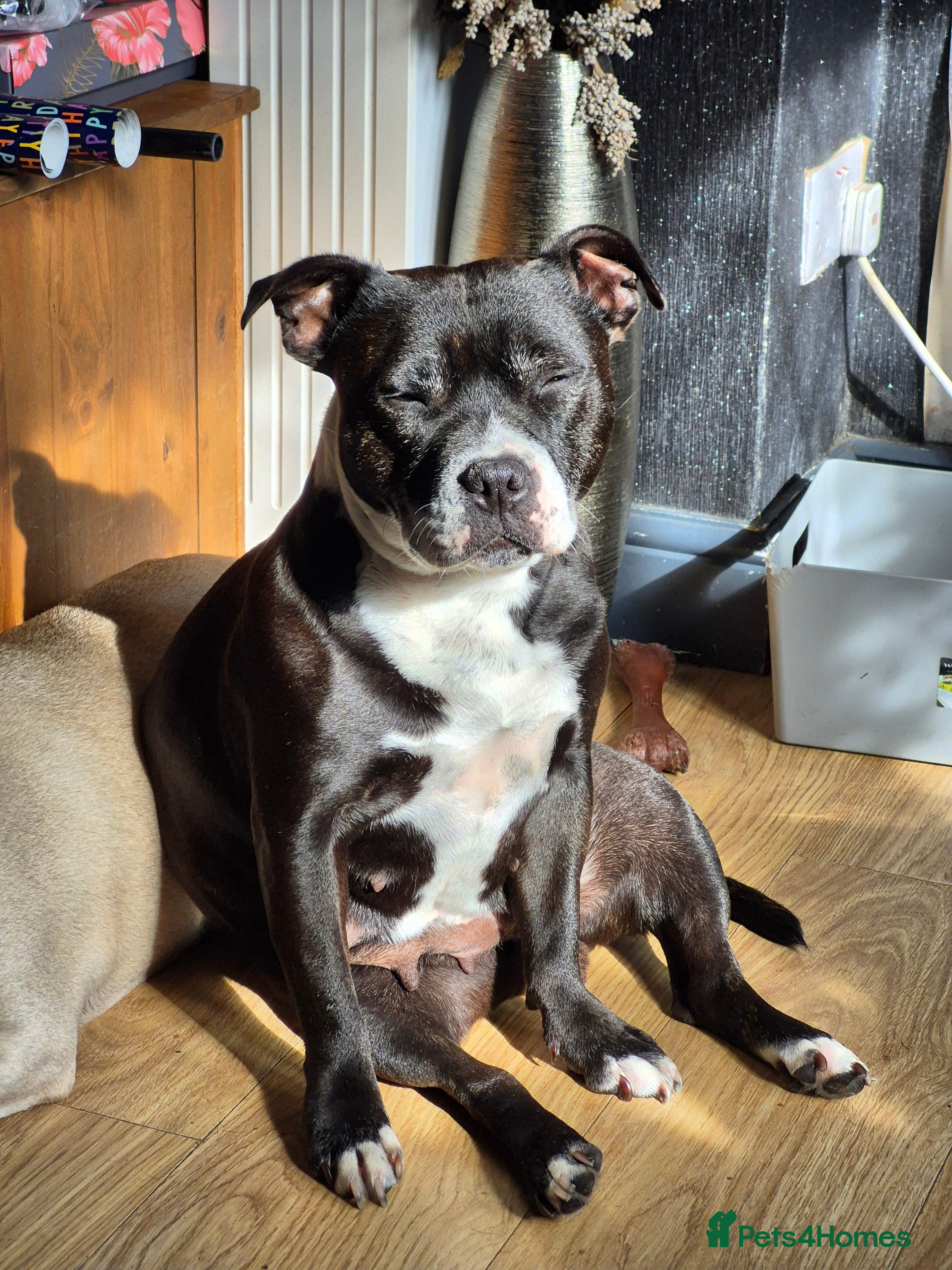 Staffordshire Bull Terrier dogs DNA HEALTH TESTED STAFFIE PUPPIES, BAER HEARING  - Advert 15