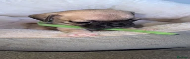 Frug 1