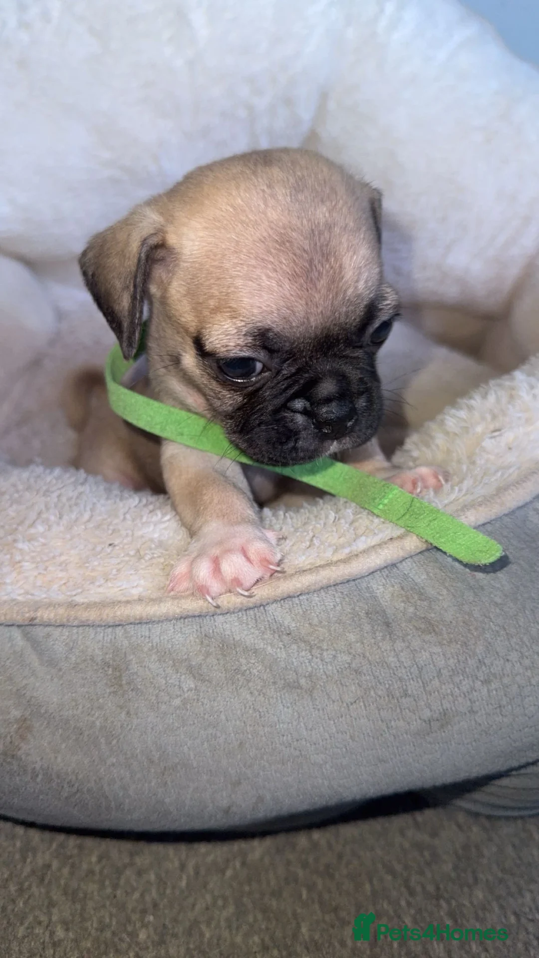 Frug dogs for sale: Frug puppies for sale  - Advert 5