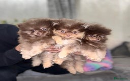 Pomeranian dogs for stud: Russian & Taiwanese  Pomeranian stud chiao li ya in Willenhall - Image 3