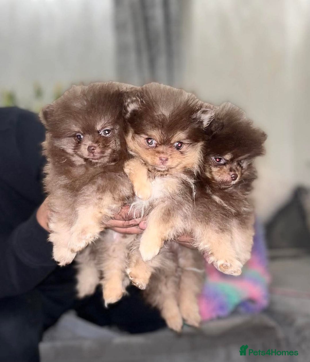 Pomeranian dogs for stud: Russian & Taiwanese  Pomeranian stud chiao li ya in Willenhall - Image 3
