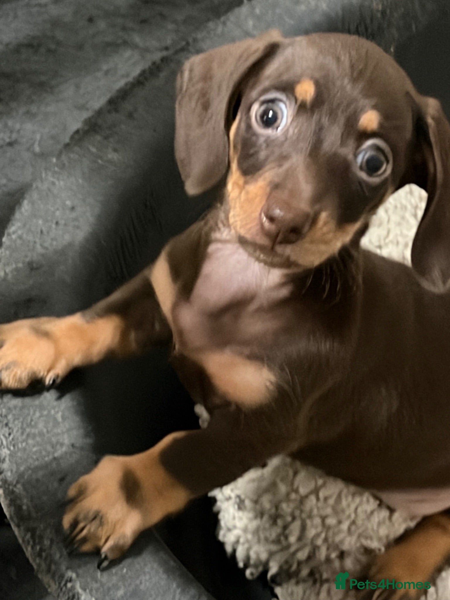 Miniature Dachshund dogs Stunning Miniature Dachshund Babies 💙🩷🩷🩷 - Advert 1