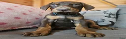 Dobermann dogs for sale: 💝🐾 Ready Now Chunky KC Registered pups 🐾 💝 - Advert 25