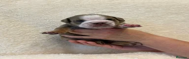 English Bulldog 3