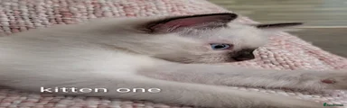 Ragdoll 1