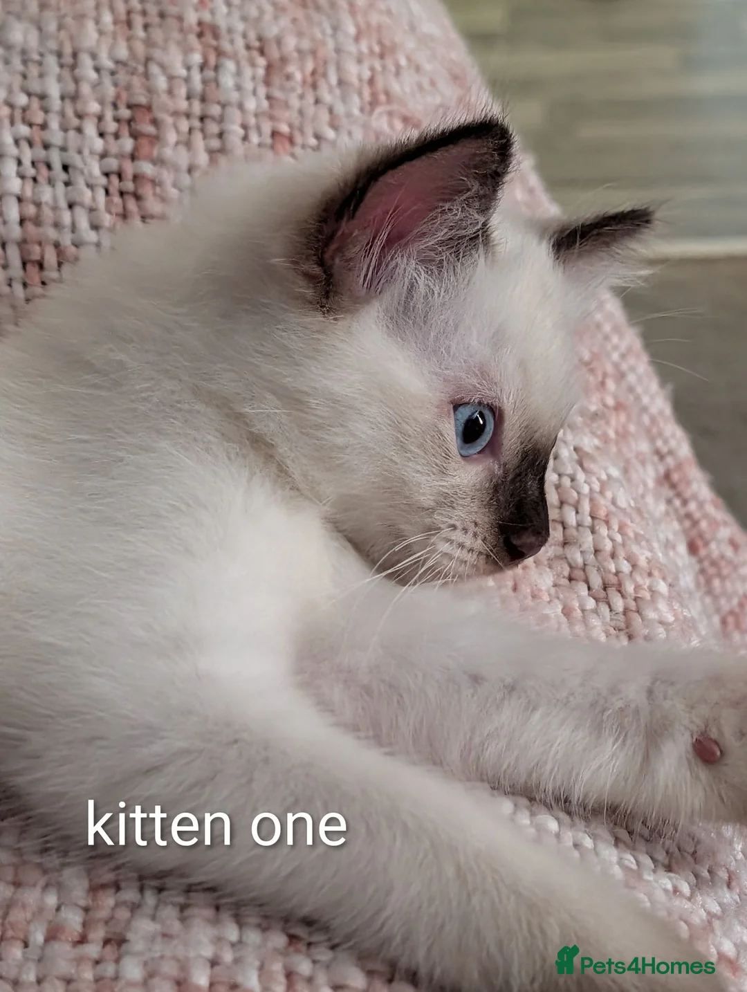 Ragdoll cats for sale: Ready to leave NOW discount price - Advert 29
