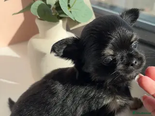 Chihuahua dogs Beautiful Longhair Chihuahuas - Advert 10
