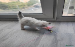 Ragdoll cats for sale: Purebred and Cute Ragdoll in Cardiff - Image 3