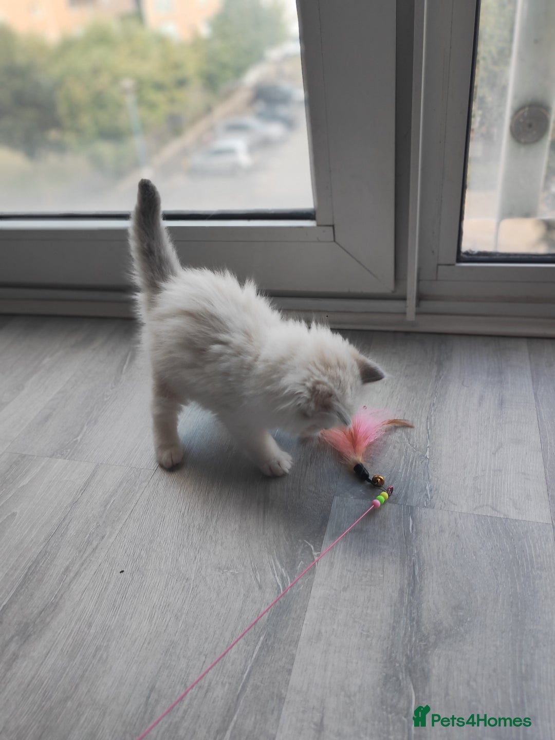 Ragdoll cats for sale: Purebred and Cute Ragdoll in Cardiff - Image 3
