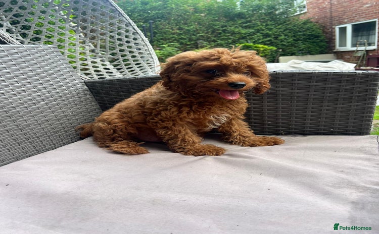 Cavapoo dogs - Advert 13