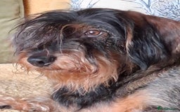 Dachshund dogs for sale: Looking to rehome hugo - Image 2