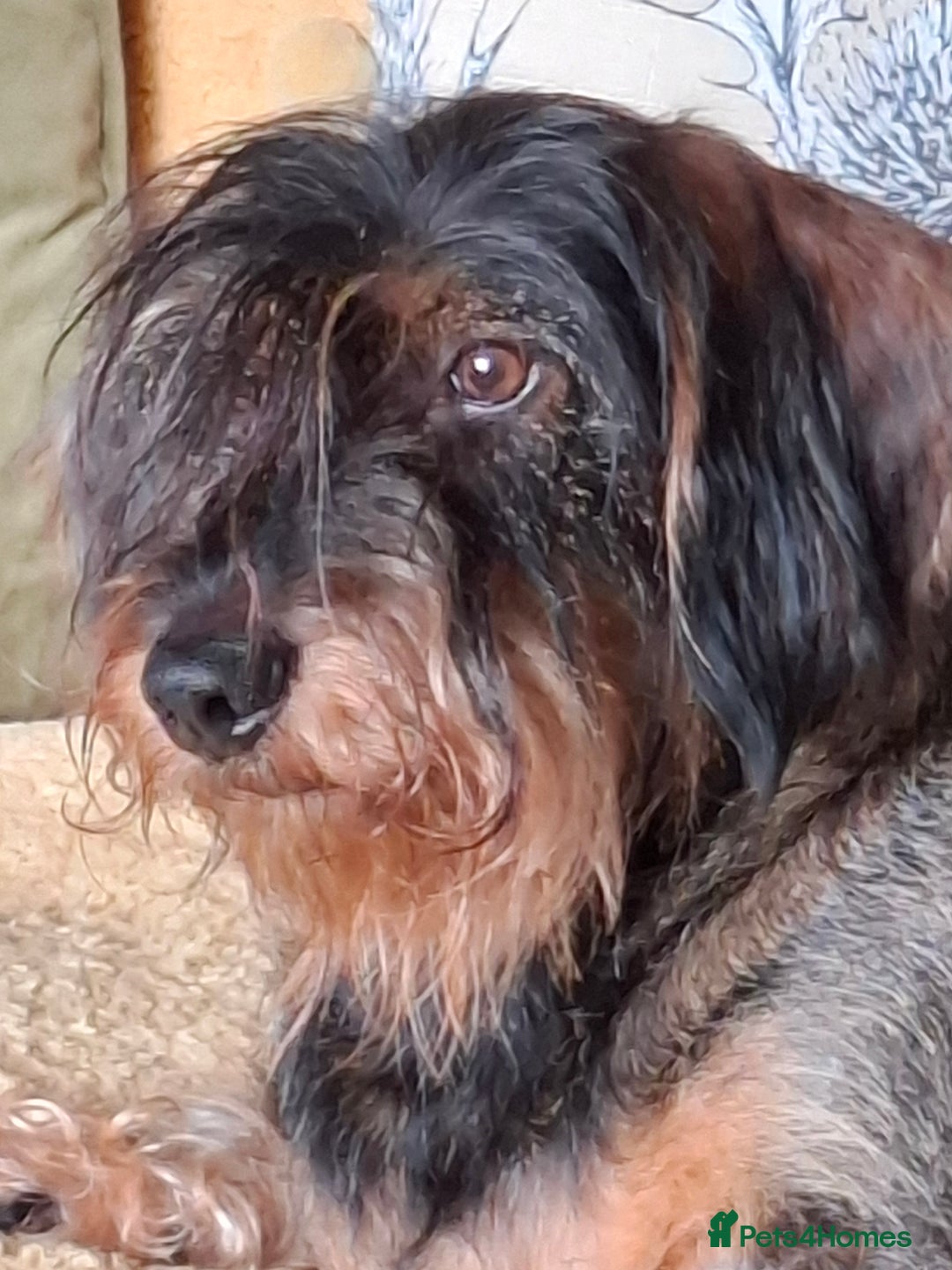 Dachshund dogs for sale: Looking to rehome hugo - Image 2
