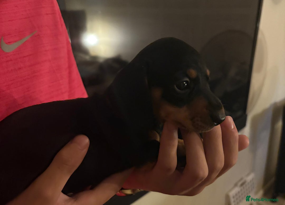 Dachshund dogs for sale: Mini  - Image 13