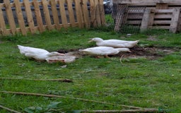 Ducks poultry for sale: 3 cherry valley ducks all female - Image 4