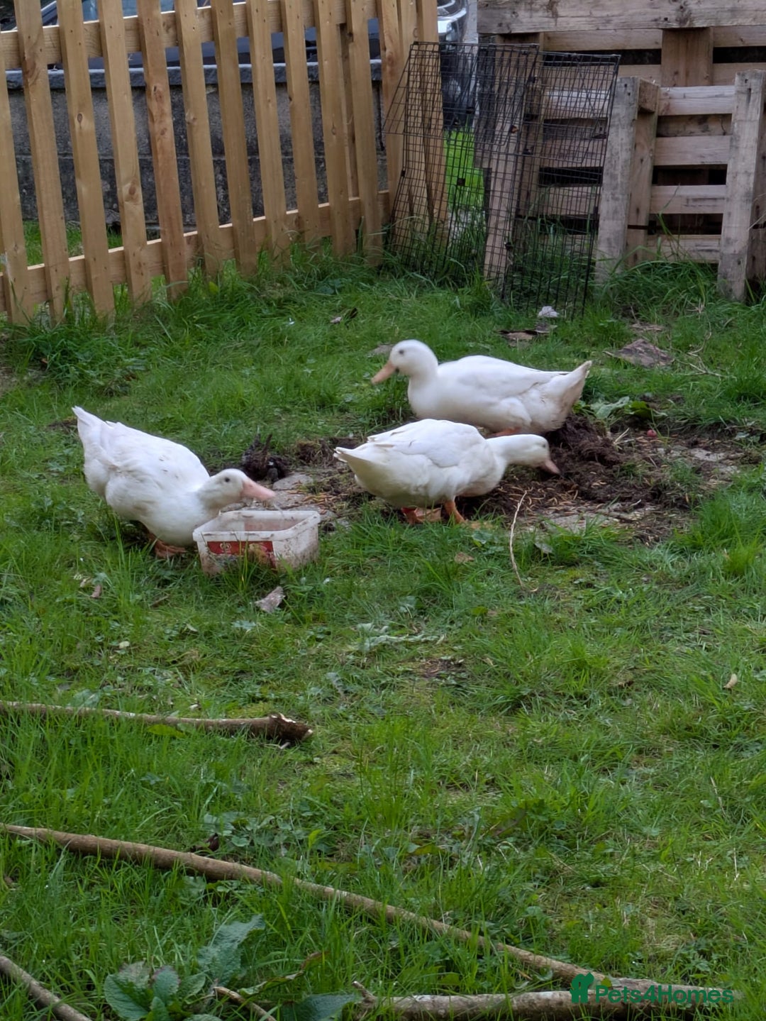 Ducks poultry for sale: 3 cherry valley ducks all female - Image 4
