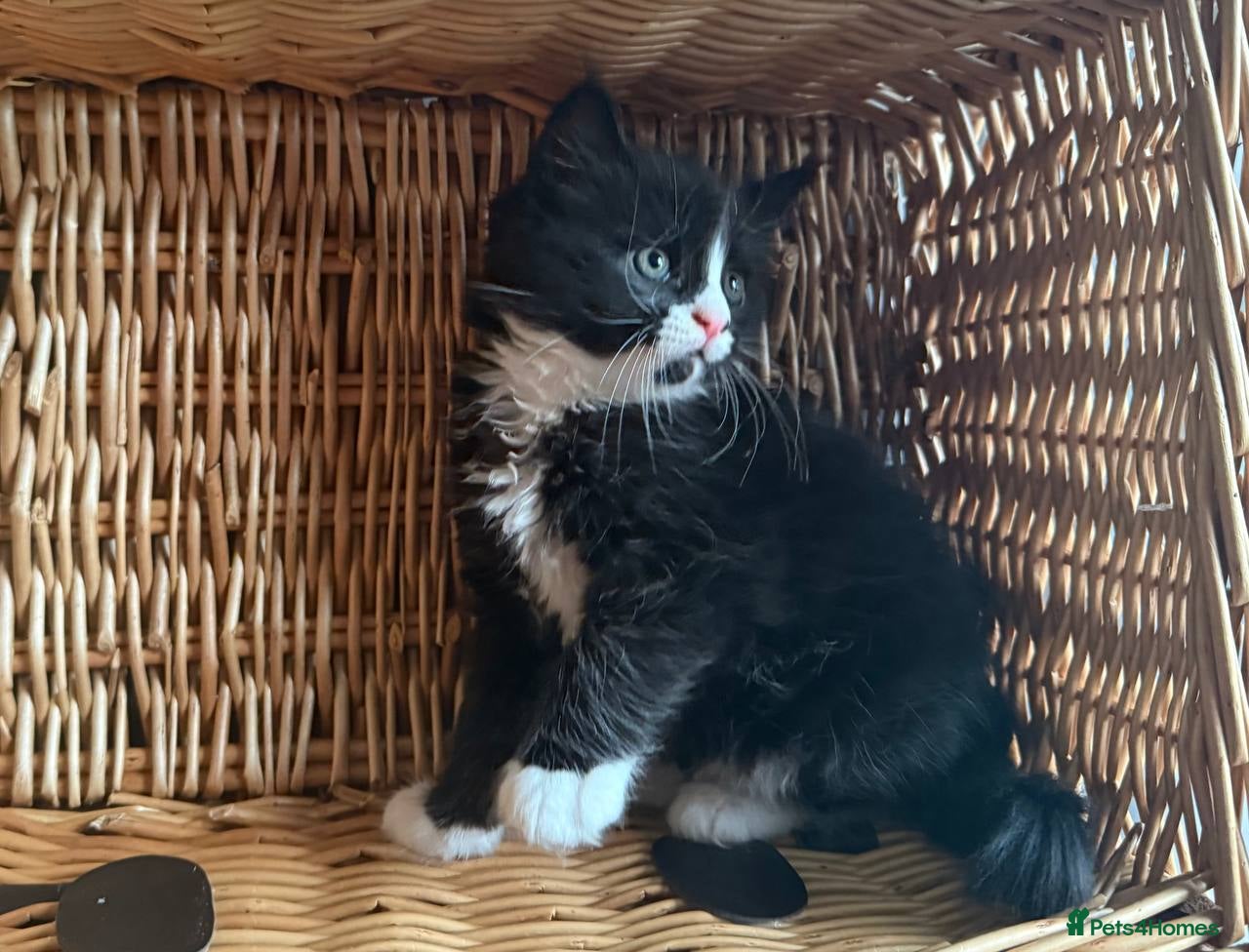 Mixed Breed cats Mixed Maine Coon Kittens in Richmond - Advert 3