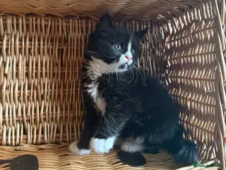 Mixed Breed cats Mixed Maine Coon Kittens in Richmond - Advert 3