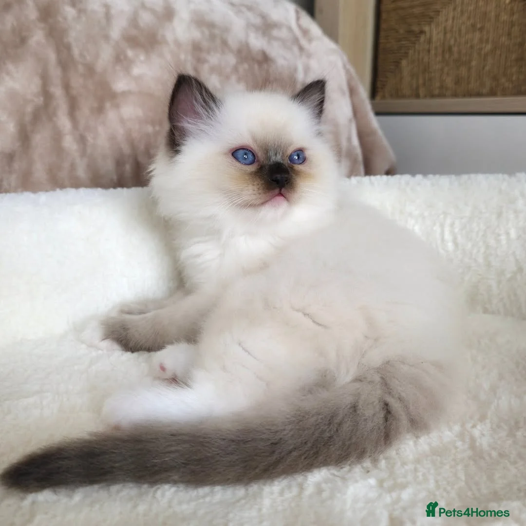 Ragdoll cats for sale: Beautiful Ragdoll Kittens Available - Advert 4