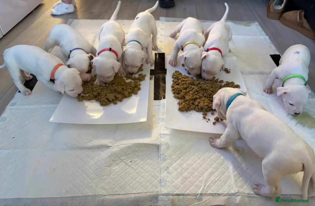 American Bulldog dogs for sale: American bulldog puppies  - Advert 30