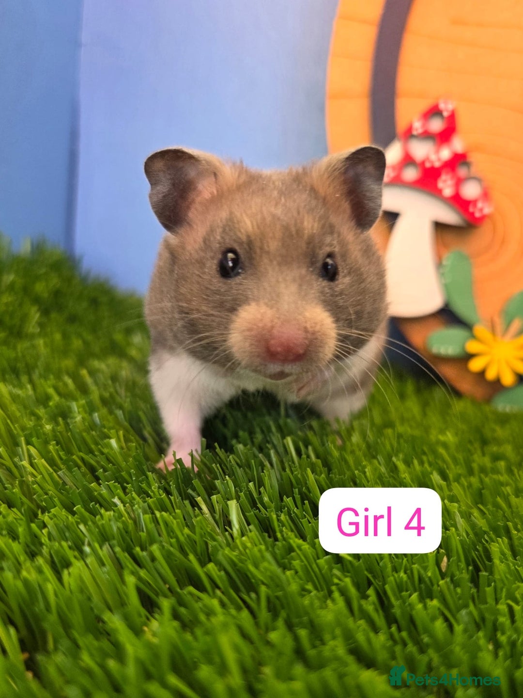 Hamster rodents for sale: Syrian Hamster Babies Males Females Pedigree  - Advert 6