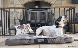 Pointer dogs for sale: 🪶 Pointer puppies 🪶 - Image 19