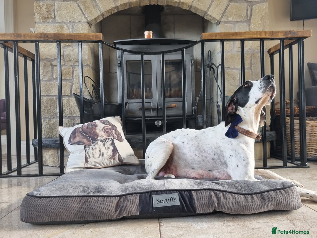 Pointer dogs for sale: 🪶 Pointer puppies 🪶 - Image 19