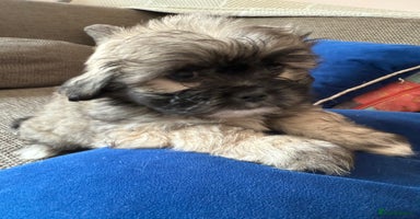 Mixed Breed dogs - Advert 2