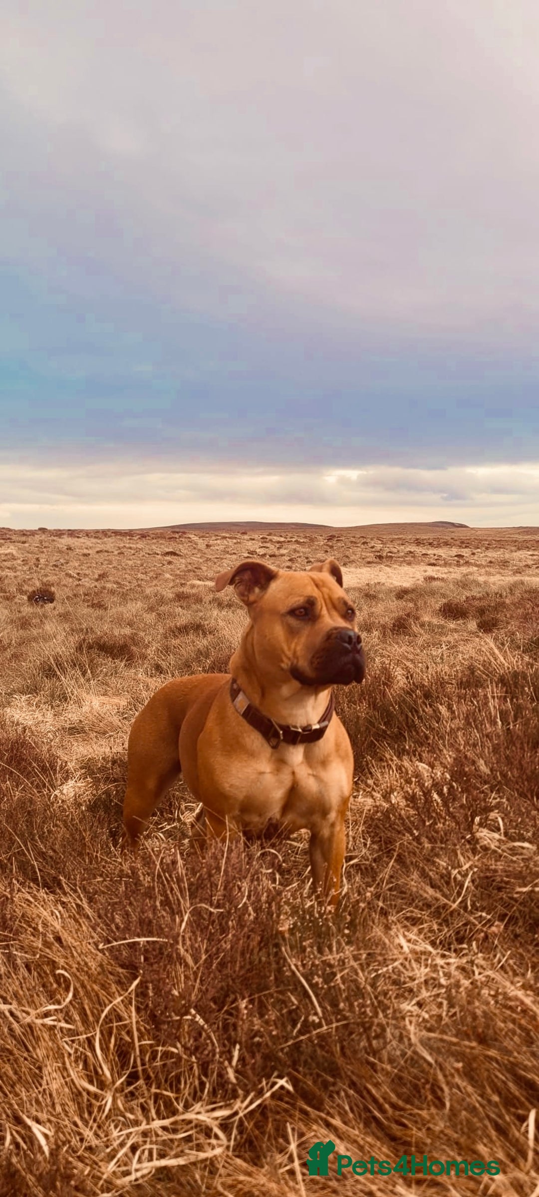 American Bull Staffy dogs for sale: Staffi X American Bulldog Pups - Image 4